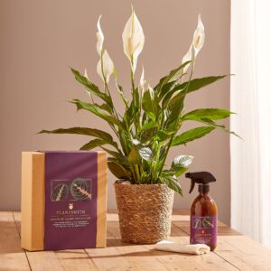 Peace lily plant gift set