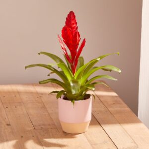 Vriesea Red plant