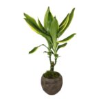 Dracaena