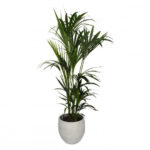 Kentia Palm In a Pot