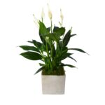 Peace Lily