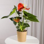 Coral Anthurium Plant