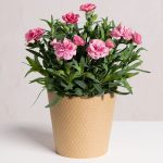 Pink Carnation Plant